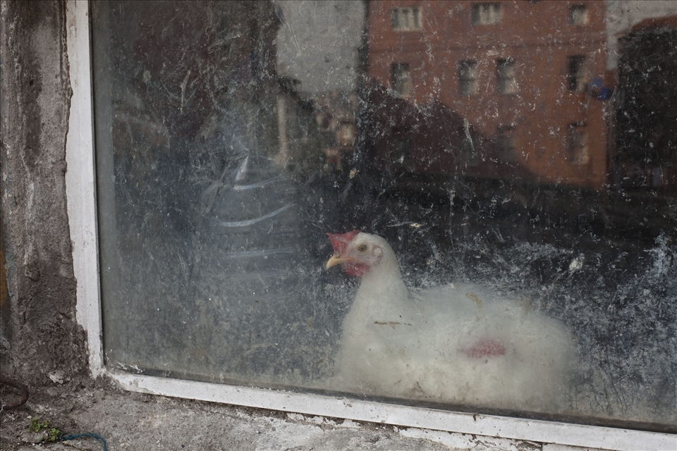 A chicken sits safely inside while the street cats lurk, staring greedily.