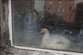 A chicken sits safely inside while the street cats lurk, staring greedily.: by meganlamon, Views[233]