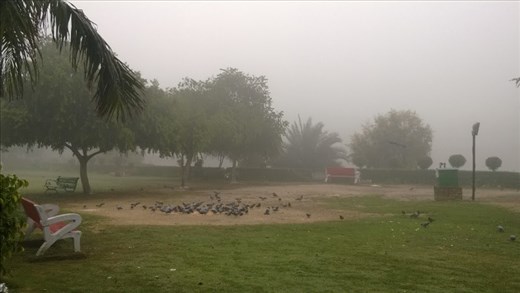 from the local park during an early morning walk in Delhi, India