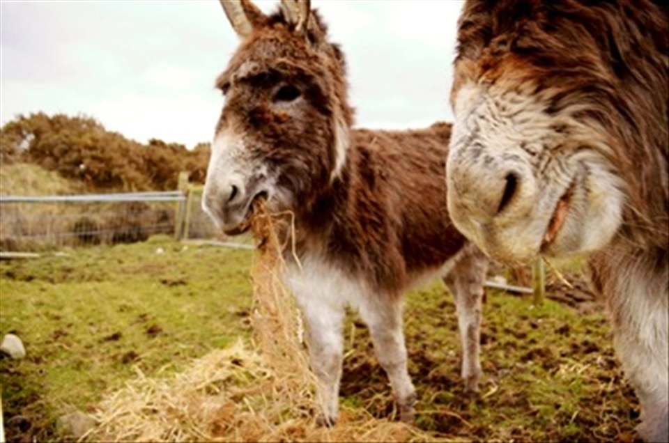 A day in the countryside.