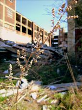 A sprig of hope remains in this lonesome Detroit base.: by megwill, Views[249]