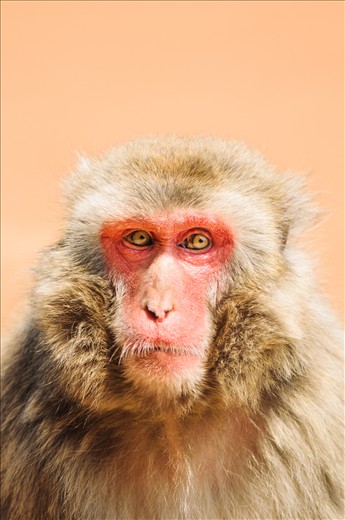 A Japanese Macaque monkey, often known simply as 'saru'. Many live in the mountains around Japan.