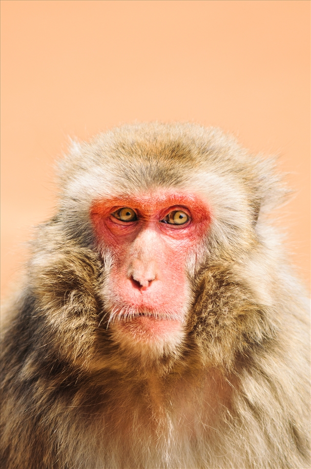 A Japanese Macaque monkey, often known simply as 'saru'. Many live in the mountains around Japan.