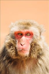 A Japanese Macaque monkey, often known simply as 'saru'. Many live in the mountains around Japan.: by melhattie, Views[1042]