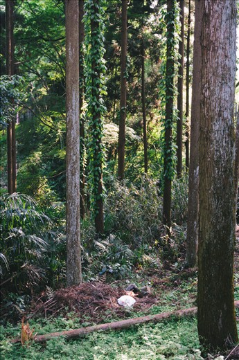Feral cats sleeping in the woods near temple grounds in Kyoto.