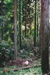 Feral cats sleeping in the woods near temple grounds in Kyoto.: by melhattie, Views[873]