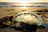 Shoreside Surrender: by meljs17, Views[201]