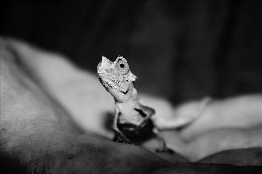 Tiny Chameleon