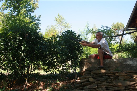 g & topiary caterpillar...cute!