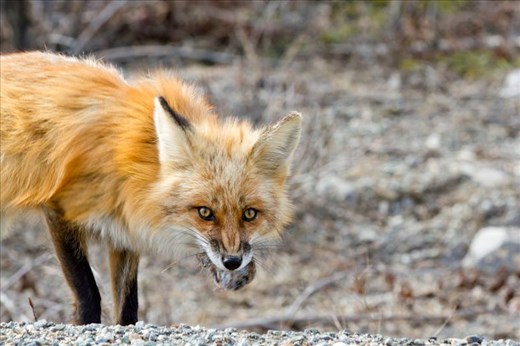 A red fox grabs a quick snack on the Yukon-Alaskan border. 