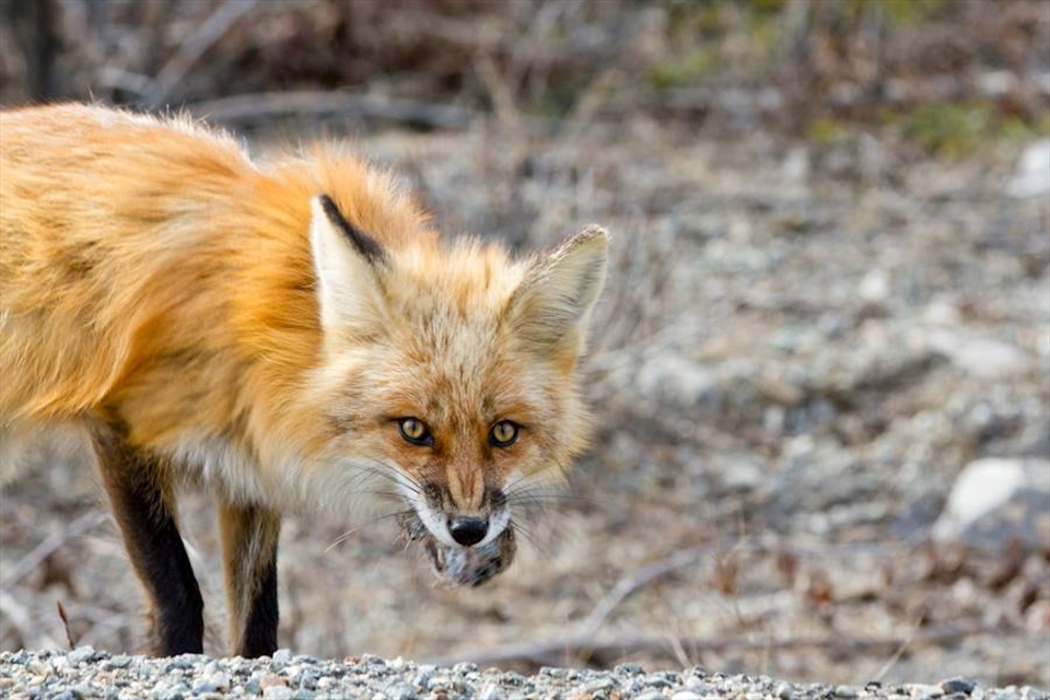 A red fox grabs a quick snack on the Yukon-Alaskan border. 