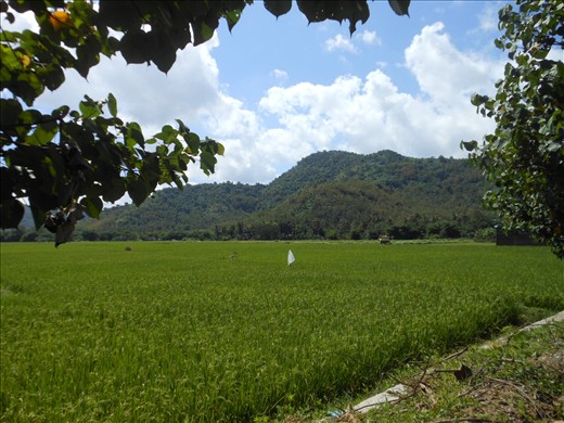 Padi fields near Dompu
