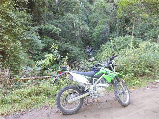 In the forest - road to Tepal