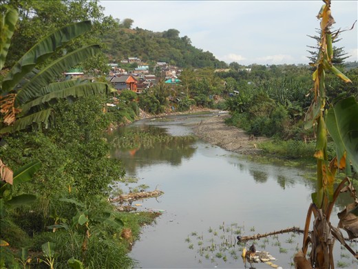 Sumber Besar. Kangkung growing in river