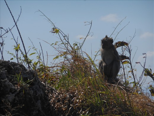 Our simian friend (again)