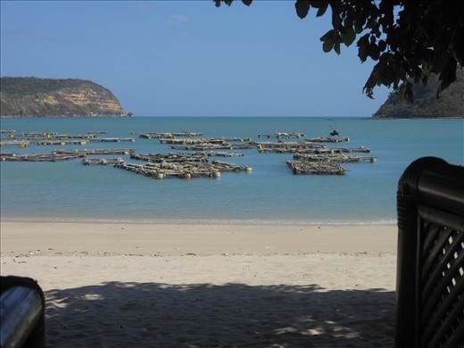 Lobster aquaculture, Bumbangku