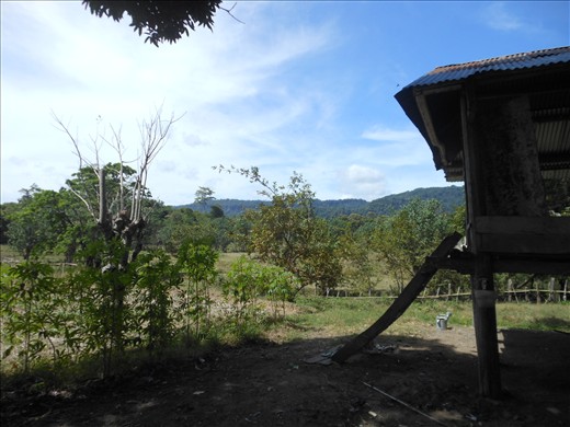 View from Pak Slamet's house