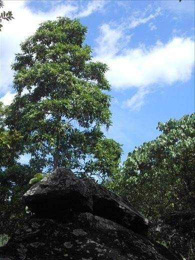 Tree watches over the dead