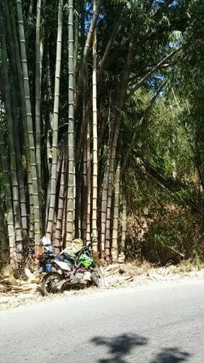 Giant bamboo
