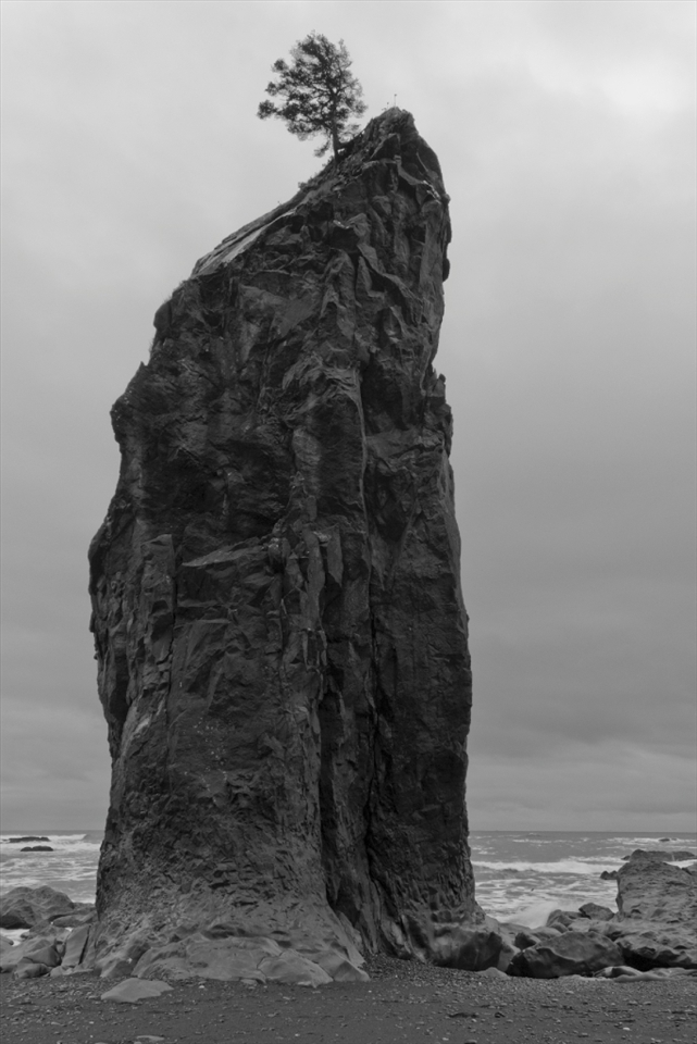 A sea stack on Rialto Beach. A tree grows on top unfettered by the pounding waves, but battered by wind and without much nutrients. Gulls and other seabirds make their nests atop these stacks.
