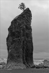 A sea stack on Rialto Beach. A tree grows on top unfettered by the pounding waves, but battered by wind and without much nutrients. Gulls and other seabirds make their nests atop these stacks.: by mhitchner, Views[926]