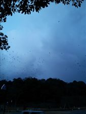 by mhlyon, Views[183]