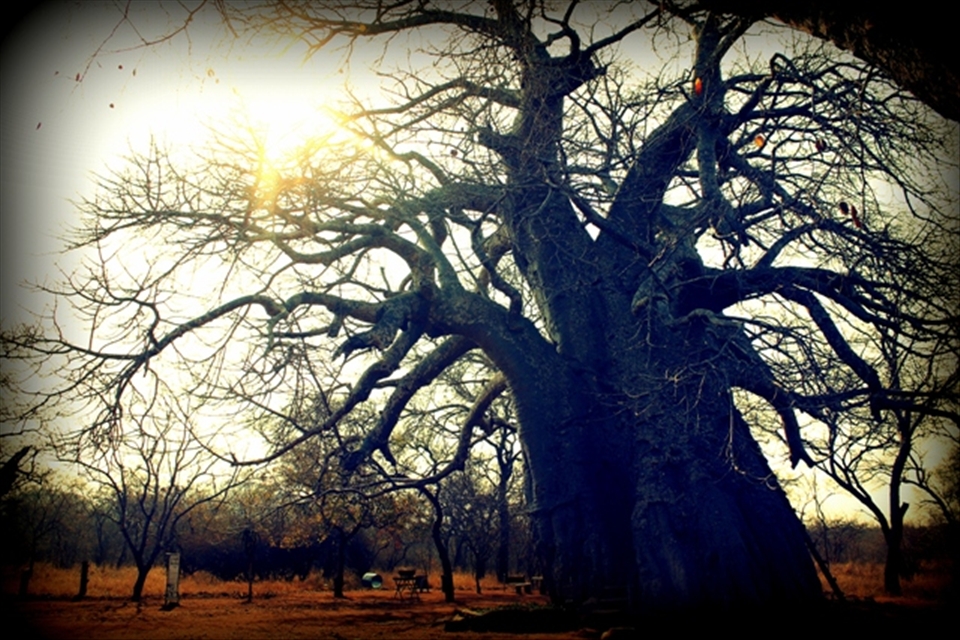 The most amazing Baobab tree in Gravelotte, Limpopo. 