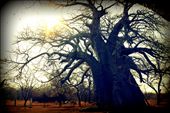 The most amazing Baobab tree in Gravelotte, Limpopo. : by miawillemse, Views[1200]