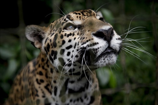A rescued jaguar at the Belize Zoo