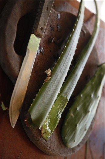 Aloe was collected to be used in part of a salve. For the majority of my stay in Belize, i worked with a traditional healer.