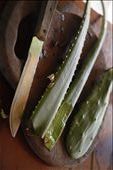 Aloe was collected to be used in part of a salve. For the majority of my stay in Belize, i worked with a traditional healer.: by mich, Views[469]