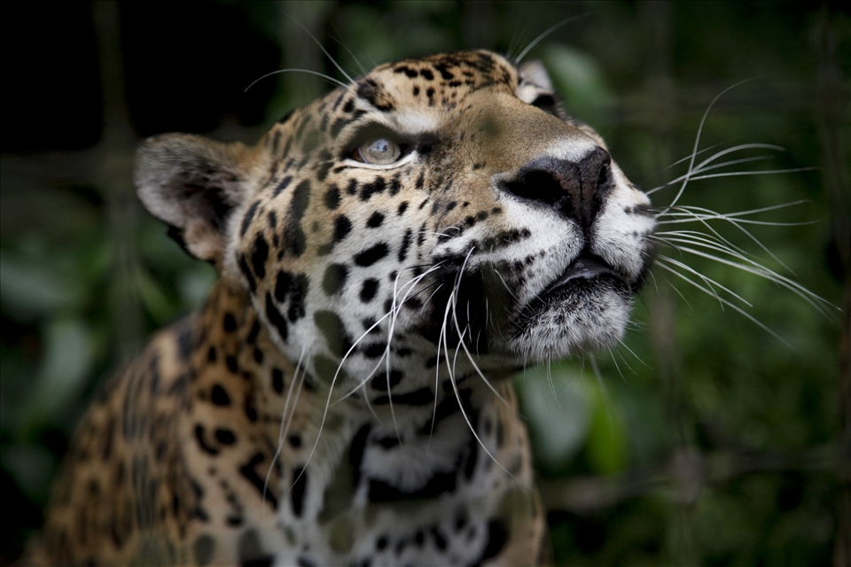 A rescued jaguar at the Belize Zoo