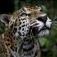 A rescued jaguar at the Belize Zoo by: mich Views[221]