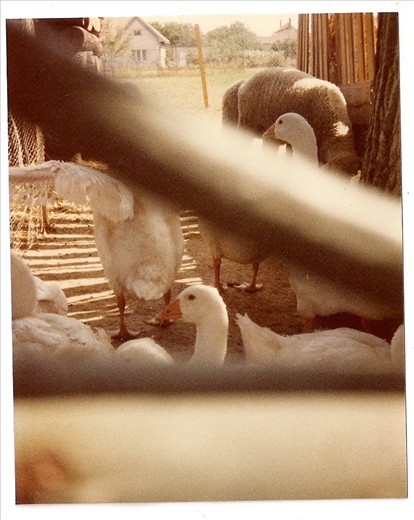 My six year old self's photo of the barn animals