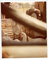 My six year old self's photo of the barn animals: by michaela, Views[172]