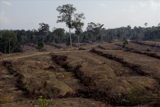 A scene of deforestation in Borneo. Borneo is the third largest island in the world. Now this island is threatened by environmental degradation such as deforestation, mining, palm oil plantations and water contamination. In sixty second, the deforestation happened as six times size of a soccer field. It is also potentially over, as many more illegal logging has not been caught or reported yet