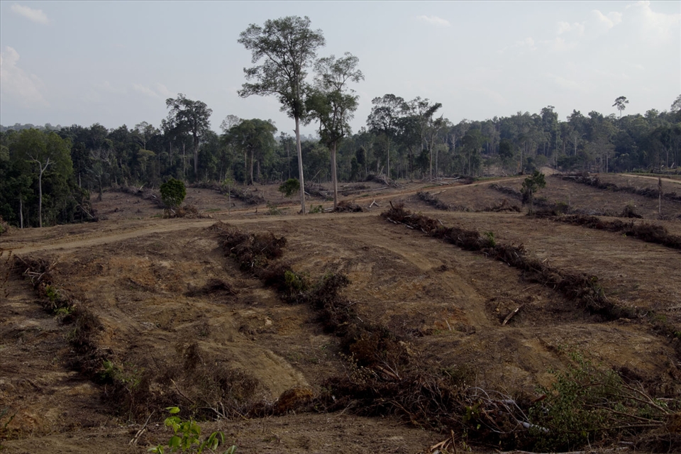 A scene of deforestation in Borneo. Borneo is the third largest island in the world. Now this island is threatened by environmental degradation such as deforestation, mining, palm oil plantations and water contamination. In sixty second, the deforestation happened as six times size of a soccer field. It is also potentially over, as many more illegal logging has not been caught or reported yet