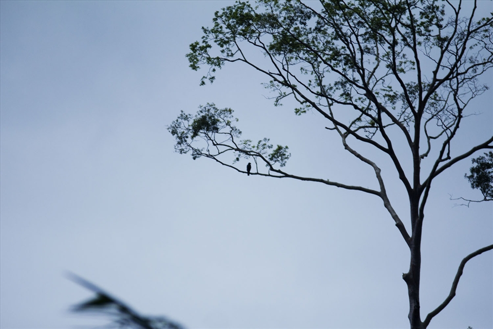 An owl perched in the only tree, watching out his nest closely. Massive deforestation and at once create endangered species habitat loss. One of the effects of deforestation is the extinction of endemic species.