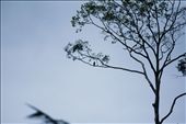An owl perched in the only tree, watching out his nest closely. Massive deforestation and at once create endangered species habitat loss. One of the effects of deforestation is the extinction of endemic species.: by michaeleko, Views[988]