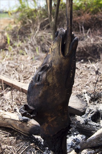 An endangered deer used as food by the workers of palm oil plantation. Due to lack of food and away the location of the camp workers to the nearest market, workers hunt deer or other animal for their food. Though the current number of deer is increasingly scarce as deforestation occurring massively.
