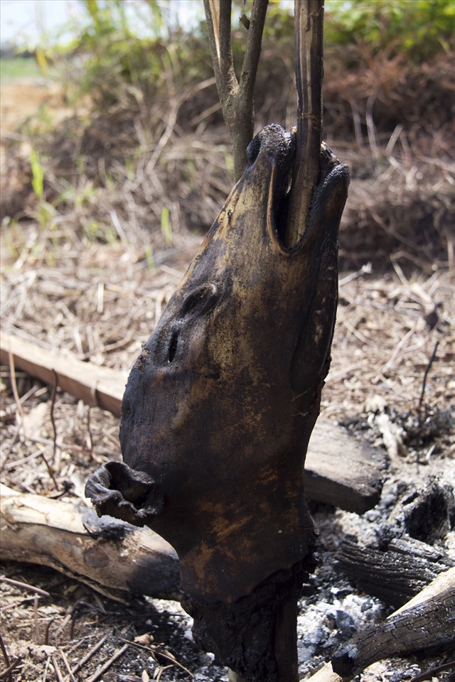 An endangered deer used as food by the workers of palm oil plantation. Due to lack of food and away the location of the camp workers to the nearest market, workers hunt deer or other animal for their food. Though the current number of deer is increasingly scarce as deforestation occurring massively.