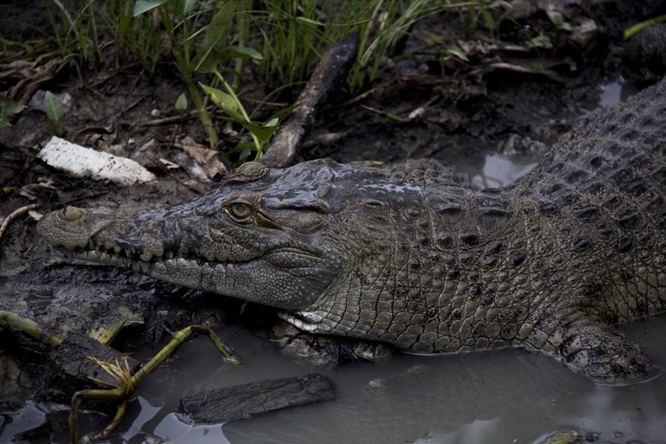 Papua Crocodiles