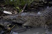 Papua Crocodiles: by michaeleko, Views[434]