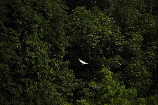 Egret bird fly to the tree.