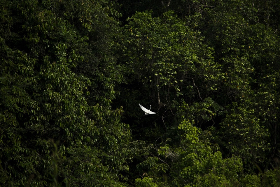 Egret bird fly to the tree.
