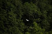 Egret bird fly to the tree.: by michaeleko, Views[354]