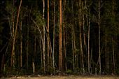 Papuan tree: by michaeleko, Views[362]