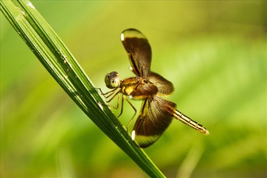 Papuan dragon fly