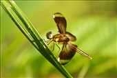 Papuan dragon fly: by michaeleko, Views[302]