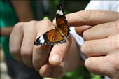 A butterfly in a huge open air butterfly preserve. : by michaelguccione, Views[180]
